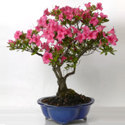 Bonsai Azlea 15 anos